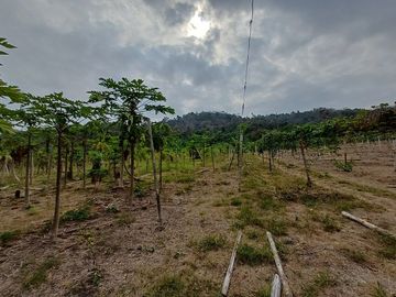 SE VENDE FINCA AGRÍCOLA 25 HECTAREAS  TABULE – TACHINA – ESMERALDAS - ECUADOR