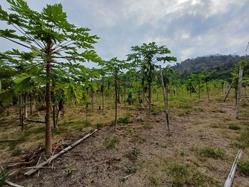SE VENDE FINCA AGRÍCOLA 25 HECTAREAS  TABULE – TACHINA – ESMERALDAS - ECUADOR