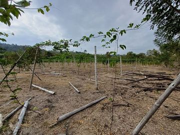 SE VENDE FINCA AGRÍCOLA 25 HECTAREAS  TABULE – TACHINA – ESMERALDAS - ECUADOR