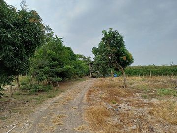 SE VENDE FINCA AGRÍCOLA 25 HECTAREAS  TABULE – TACHINA – ESMERALDAS - ECUADOR