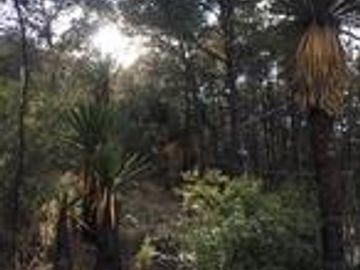CABAÑA EN VENTA ARTEAGA, COAHUILA