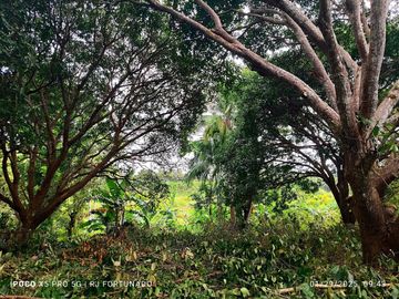 7,154 sqm mango farm with overlooking view for sale in Buenavista, Guimaras