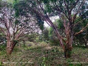 7,154 sqm mango farm with overlooking view for sale in Buenavista, Guimaras