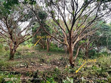 7,154 sqm mango farm with overlooking view for sale in Buenavista, Guimaras