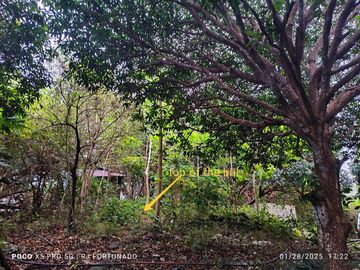 7,154 sqm mango farm with overlooking view for sale in Buenavista, Guimaras