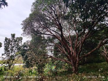 7,154 sqm mango farm with overlooking view for sale in Buenavista, Guimaras