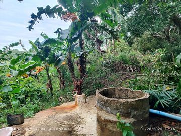7,154 sqm mango farm with overlooking view for sale in Buenavista, Guimaras