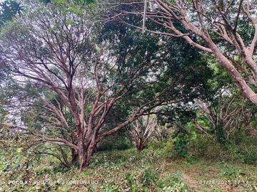 7,154 sqm mango farm with overlooking view for sale in Buenavista, Guimaras