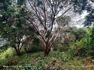 7,154 sqm mango farm with overlooking view for sale in Buenavista, Guimaras