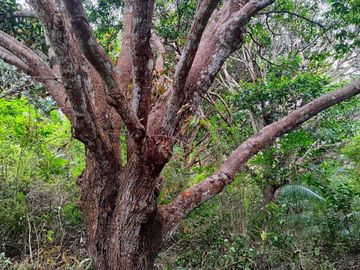 7,154 sqm mango farm with overlooking view for sale in Buenavista, Guimaras