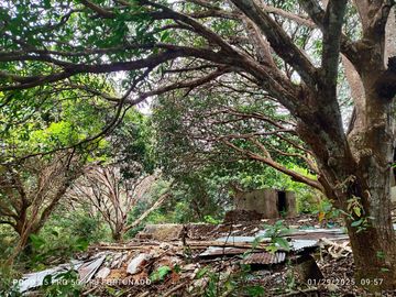 7,154 sqm mango farm with overlooking view for sale in Buenavista, Guimaras