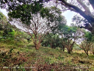 7,154 sqm mango farm with overlooking view for sale in Buenavista, Guimaras