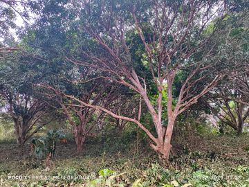 7,154 sqm mango farm with overlooking view for sale in Buenavista, Guimaras