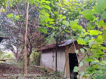 7,154 sqm mango farm with overlooking view for sale in Buenavista, Guimaras
