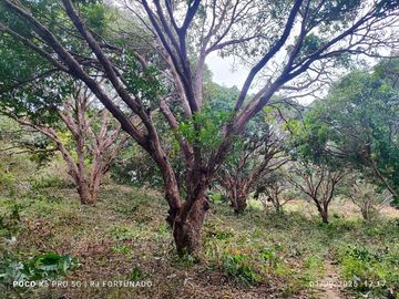 7,154 sqm mango farm with overlooking view for sale in Buenavista, Guimaras