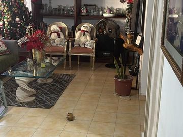 apartamento primer piso riomar