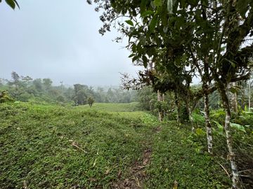 FINCA, QUINTA, HACIENDA, SECTOR SAN JOSE DE MILPE, SAN MIGUEL DE LOS BANCOS, MINDO, PEDRO VICENTE MALDONADO, PUERTO QUITO, PICHINCHA ECUADOR.