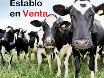 rancho lechero establo en venta ganado vacas lecheras holstein