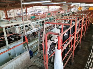 rancho lechero establo en venta ganado vacas lecheras holstein