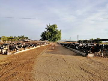rancho lechero establo en venta ganado vacas lecheras holstein