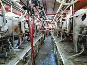rancho lechero establo en venta ganado vacas lecheras holstein