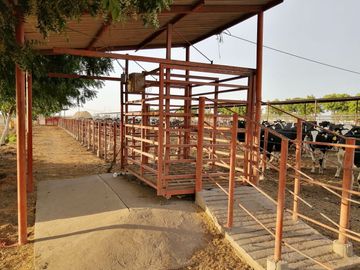 rancho lechero establo en venta ganado vacas lecheras holstein