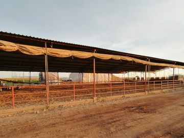 rancho lechero establo en venta ganado vacas lecheras holstein