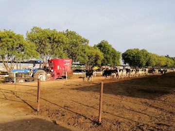 rancho lechero establo en venta ganado vacas lecheras holstein