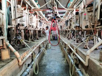 rancho lechero establo en venta ganado vacas lecheras holstein
