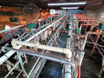 rancho lechero establo en venta ganado vacas lecheras holstein