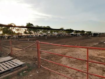 rancho lechero establo en venta ganado vacas lecheras holstein