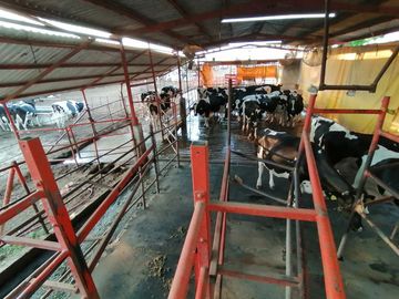 rancho lechero establo en venta ganado vacas lecheras holstein