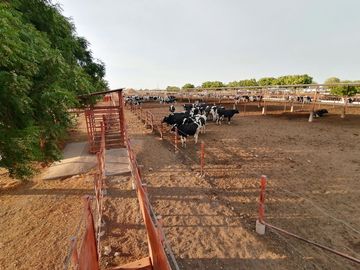 rancho lechero establo en venta ganado vacas lecheras holstein