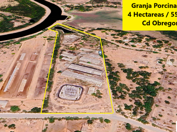 Granja porcina porcícola en venta puerco