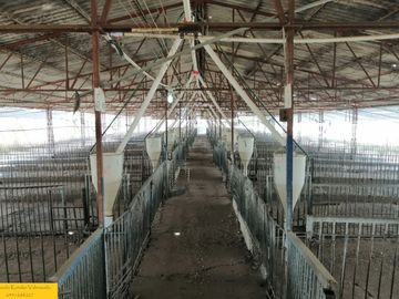 Granja porcina porcícola en venta puerco