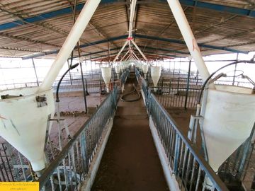 Granja porcina porcícola en venta puerco