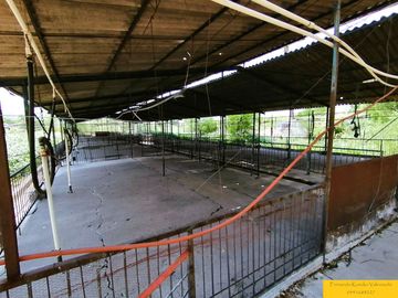 Granja porcina porcícola en venta puerco