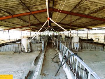 Granja porcina porcícola en venta puerco