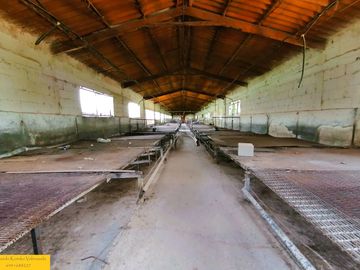 Granja porcina porcícola en venta puerco