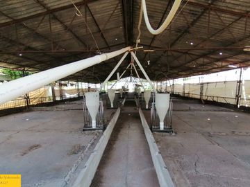 Granja porcina porcícola en venta puerco