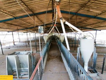 Granja porcina porcícola en venta puerco