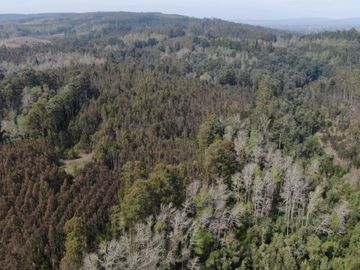Oportunidad !!. Se venden 9,8has en la comuna de Mafil, a 40km de Valdivia