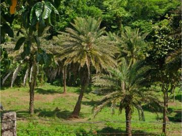10 HECTARS FARM LOT; ALAMINOS LAGUNA - FOR SALE