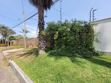 EL SAUCE DE LA RINCONADA  - LA MOLINA
