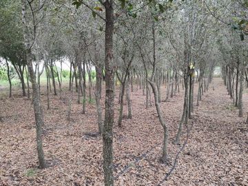 QUINTA VENTA EJIDO PALMITOS CADEREYTA