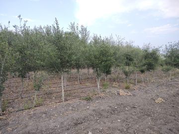 QUINTA VENTA EJIDO PALMITOS CADEREYTA