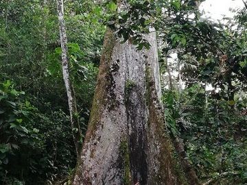 SE VENDE HERMOSA HOSTERIA (LODGE) EN LA AMAZONIA EN FUNCIONAMIENTO, DE 58 HAS. LORETO – ORELLANA - ECUADOR