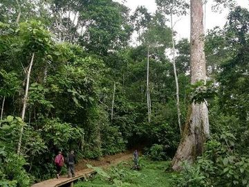 SE VENDE HERMOSA HOSTERIA (LODGE) EN LA AMAZONIA EN FUNCIONAMIENTO, DE 58 HAS. LORETO – ORELLANA - ECUADOR