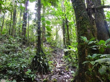 SE VENDE HERMOSA HOSTERIA (LODGE) EN LA AMAZONIA EN FUNCIONAMIENTO, DE 58 HAS. LORETO – ORELLANA - ECUADOR