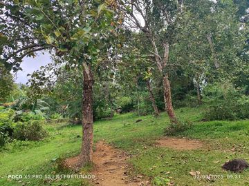 5,000 sqm lot along the highway with with fruit bearing trees for sale in San Lorenzo (Buenavista before), Guimaras